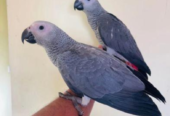 2 Tampfu African Grey Birds Parrots For Sale