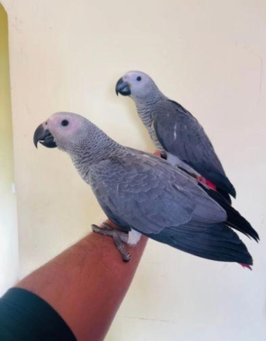 2 Tampfu African Grey Birds Parrots For Sale