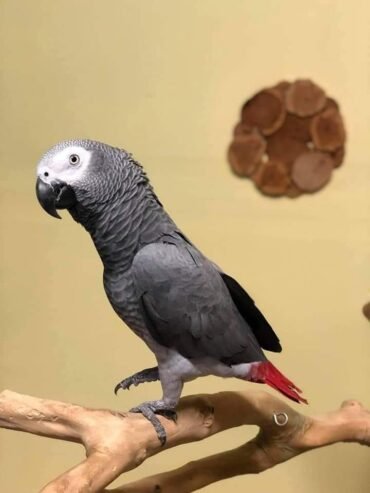 Adorable African Grey parrots