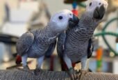 2 Tampfu African Grey Birds Parrots For Sale