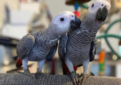 handreared-pair-of-african-greys