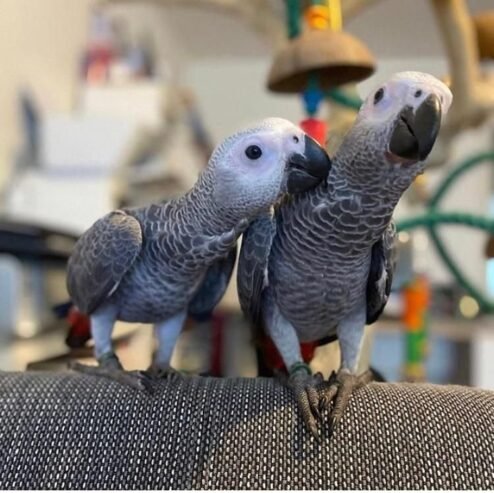 2 Tampfu African Grey Birds Parrots For Sale